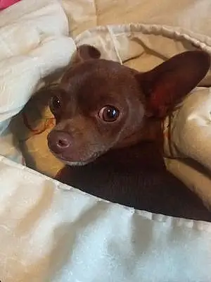 Chihuahua Chien Homard