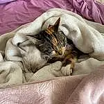 Chat, Comfort, Carnivore, Textile, Small To Medium-sized Cats, Moustaches, Felidae, Faon, Linens, Patte, Poil, Domestic Short-haired Cat, Bedding, Terrestrial Animal, Griffe, Queue, Bed Sheet, Sieste, Duvet