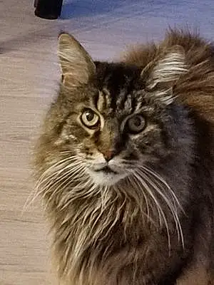 Nom Maine Coon Chat Figaro