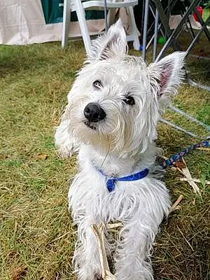 Nom West Highland White Terrier Chien Abby