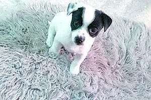 Nom Jack Russell Chien Tia
