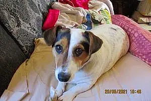 Nom Jack Russell Chien Prince