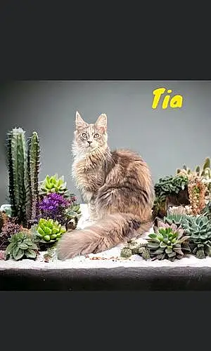 Nom Maine Coon Chat Tia
