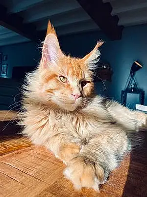 Nom Maine Coon Chat Uggy