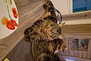 Nom Maine Coon Chat Thanos