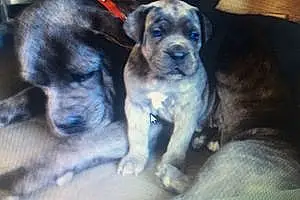 Cane Corso Chien Chiots Louna Packo