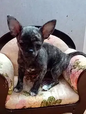 Nom Chihuahua Chien Roxi