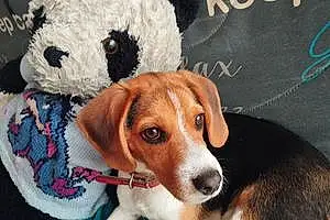 Nom Beagle Chien Stitch