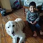 Chien, Sourire, Race de chien, Carnivore, Faon, Chien de compagnie, Bois, Museau, Working Animal, Bambin, Chair, Canidae, Hardwood, Poil, Livestock Guardian Dog, Assis, Working Dog, Baby & Toddler Clothing