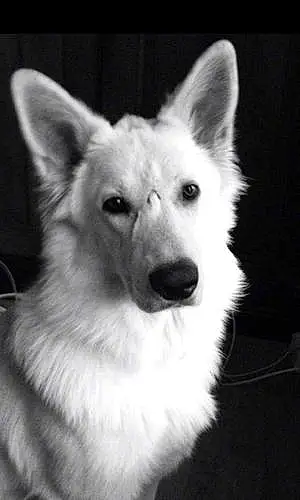 Berger Blanc Suisse Chien Isy