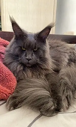 Nom Maine Coon Chat Thanos