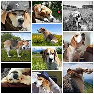 Beagle-harrier Chien Smaug