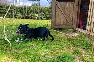 Staffordshire Bull Terrier Chien Tootsy