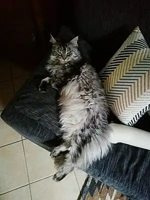 Nom Maine Coon Chat Ina