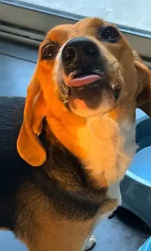 Beagle-harrier Chien Guizmo