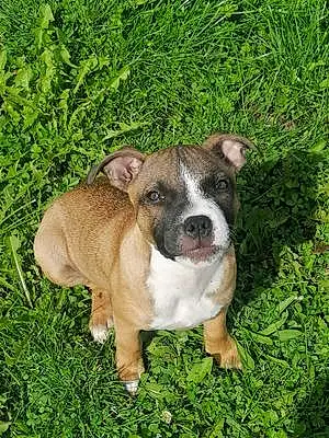 Staffordshire Bull Terrier Chien Athena