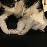 Chat, Comfort, Felidae, Carnivore, Small To Medium-sized Cats, Moustaches, Race de chien, Queue, Poil, Domestic Short-haired Cat, Patte, Griffe, Canidae, Foot, Sieste, Human Leg, Noir & Blanc, Sleep