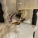Chat, Felidae, Comfort, Sleeve, Carnivore, Small To Medium-sized Cats, Moustaches, Curtain, Queue, Linens, Bedding, Formal Wear, Bridal Accessory, Gown, Poil, Couch, Wool, Fashion Accessory, Window Treatment, Woven Fabric