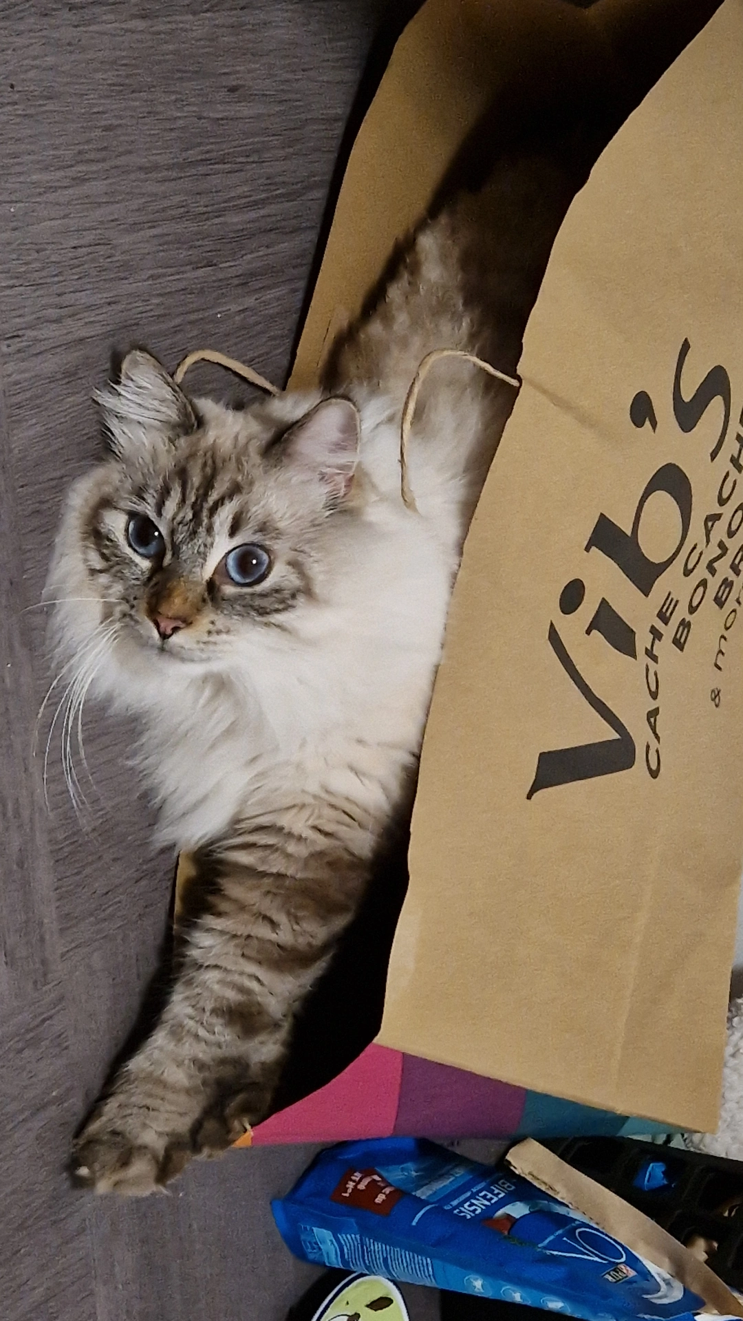 Chat, Carnivore, Felidae, Sleeve, Moustaches, Small To Medium-sized Cats, Domestic Short-haired Cat, Poil, Patte, Box, LÃ©gende de la photo, Font, Packaging And Labeling, Ragdoll, Paper Product