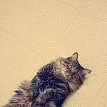 Chat, Felidae, Carnivore, Small To Medium-sized Cats, Grey, Moustaches, Queue, Museau, Terrestrial Animal, Patte, Poil, Plante, Domestic Short-haired Cat, Road Surface, Chats noirs, Griffe, Shadow, Asphalt, Metal