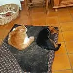 Brown, Chat, Comfort, Bois, Carnivore, Felidae, Moustaches, Pet Supply, Faon, Small To Medium-sized Cats, Chien de compagnie, Hardwood, Tile Flooring, Queue, Race de chien, Poil, Domestic Short-haired Cat, Room