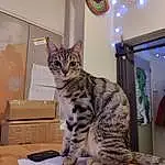 Chat, Felidae, Carnivore, Small To Medium-sized Cats, Moustaches, Museau, Table, Shipping Box, Queue, Domestic Short-haired Cat, Poil, Carton, Patte, Room, Terrestrial Animal, Box
