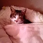 Chat, Comfort, Felidae, Carnivore, Textile, Small To Medium-sized Cats, Moustaches, Faon, Bed, Linens, Poil, Domestic Short-haired Cat, Bedding, Peach, Queue, Duvet, Room, Bed Sheet, Patte, Sieste