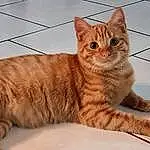 Chat, Felidae, Carnivore, Small To Medium-sized Cats, Bois, Moustaches, Faon, Queue, FenÃªtre, Museau, Poil, Domestic Short-haired Cat, Patte, Griffe, Terrestrial Animal, Tile Flooring, Foot