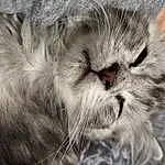 Chat, Yeux, Felidae, Carnivore, Small To Medium-sized Cats, Moustaches, Grey, Faon, Museau, Close-up, Domestic Short-haired Cat, Event, Terrestrial Animal, Poil, Patte, British Longhair, Griffe