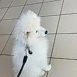 Chien, Blanc, Race de chien, Carnivore, Chien de compagnie, Toy Dog, Museau, Queue, Dog Supply, Working Animal, Leash, Fashion Accessory, Poil, Canidae, Petit Terrier, Non-sporting Group, Collar