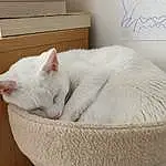 Chat, Blanc, Comfort, Felidae, Carnivore, Small To Medium-sized Cats, Moustaches, Plumbing Fixture, Pet Supply, Cat Supply, Queue, Bois, Domestic Short-haired Cat, Poil, Rectangle, Hardwood, Patte, Room