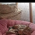 Chapi Chapo, Comfort, Textile, Carnivore, Felidae, Bois, Chat, Faon, Small To Medium-sized Cats, Moustaches, Sun Hat, Chair, Cap, Table, Tire, Queue, Linens, Bedding, Pattern
