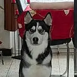 Chien, Race de chien, Carnivore, Chien dâ€™attelage, Chien de compagnie, Working Animal, Museau, Dog Supply, Husky de SibÃ©rie, Poil, Canidae, Chair, Working Dog, Recreation, Canis, Art, Non-sporting Group, Ancient Dog Breeds