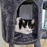 Chat, Fenêtre, Carnivore, Textile, Felidae, Pet Supply, Grey, Cat Supply, Small To Medium-sized Cats, Bois, Moustaches, Queue, Museau, Comfort, Arbre, Poil, Domestic Short-haired Cat, Cat Bed, Cat Furniture, Assis