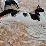 Chat, Felidae, Carnivore, Comfort, Small To Medium-sized Cats, Moustaches, Queue, Bois, Domestic Short-haired Cat, Poil, Pattern, Human Leg, Linens, Patte, Carmine, Hardwood, Terrestrial Animal, Foot, Sieste