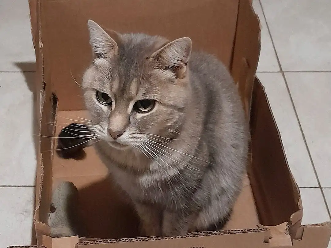 Chat, Felidae, Carnivore, Small To Medium-sized Cats, Moustaches, Grey, Faon, Bois, Box, FenÃªtre, Cat Supply, Shipping Box, Pet Supply, Domestic Short-haired Cat, Font, Queue, Rectangle, Puzzle, Carton, Paper Product