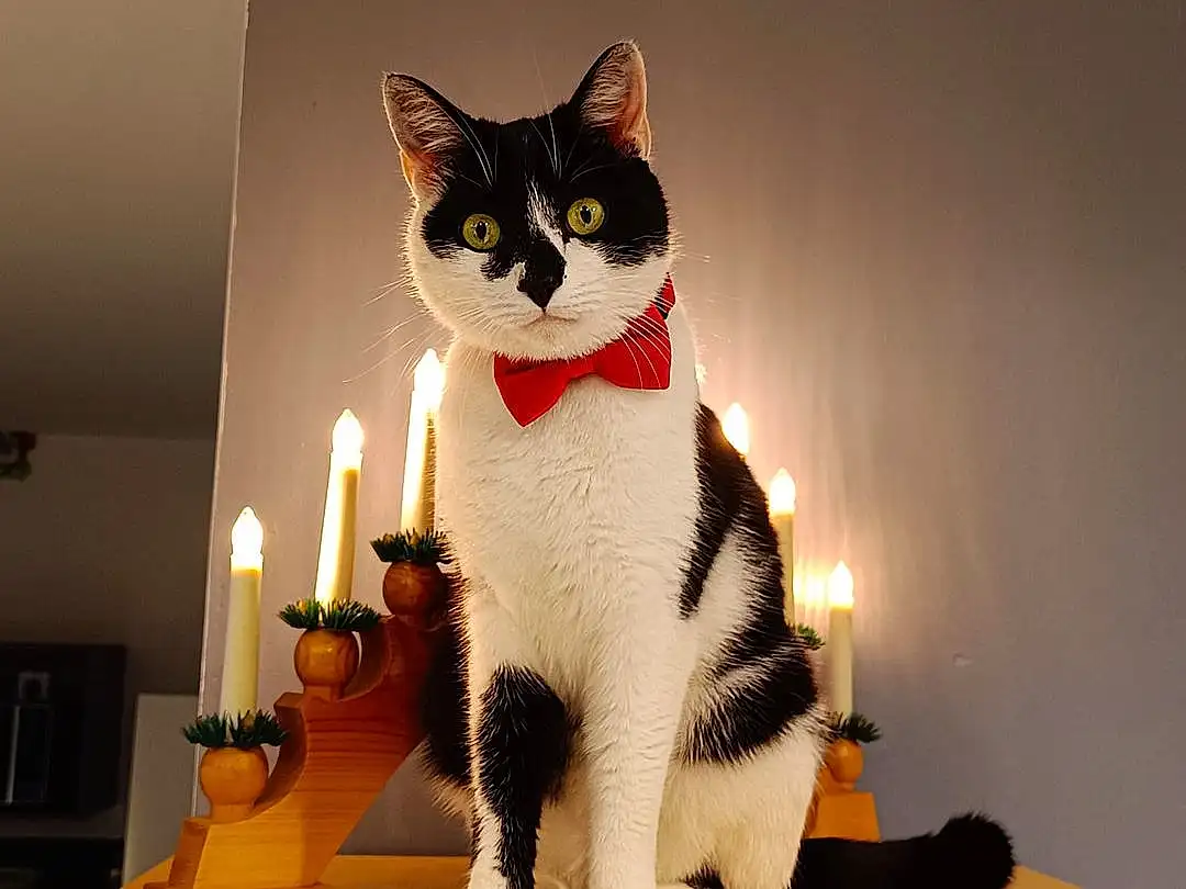 Chat, Felidae, Carnivore, Small To Medium-sized Cats, Moustaches, Candle, Queue, Domestic Short-haired Cat, Jouets, Bois, Light Fixture, Poil, Art, Lamp, Lighting Accessory, Patte, Chats noirs, Room, Plate, Assis
