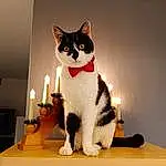 Chat, Felidae, Carnivore, Small To Medium-sized Cats, Moustaches, Candle, Queue, Domestic Short-haired Cat, Jouets, Bois, Light Fixture, Poil, Art, Lamp, Lighting Accessory, Patte, Chats noirs, Room, Plate, Assis