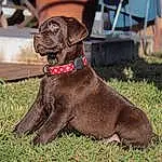 Chien, Race de chien, Carnivore, Liver, Collar, Faon, Dog Collar, Chien de compagnie, Chair, Working Animal, Museau, Gun Dog, Pet Supply, Herbe, Canidae, Terrestrial Animal, Queue, Hunting Dog, Dog Supply