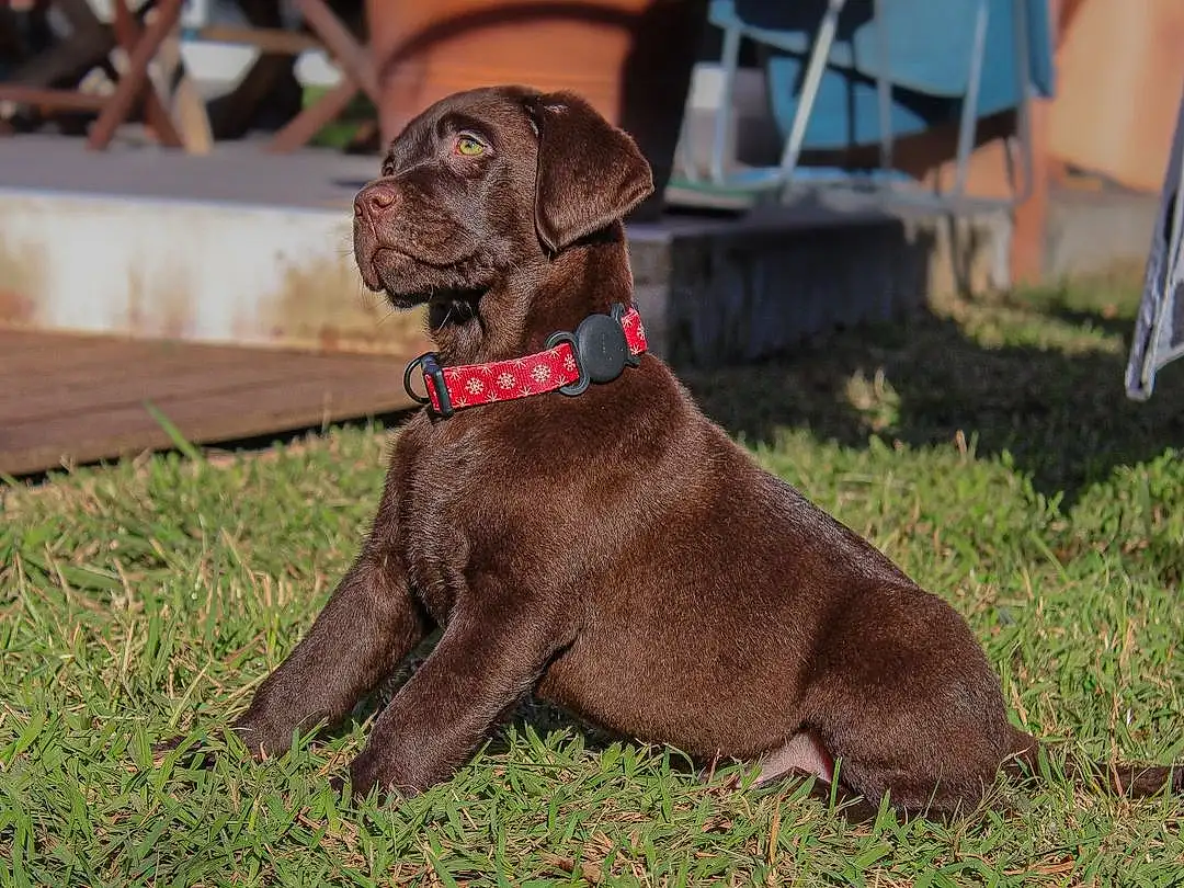 Chien, Race de chien, Carnivore, Liver, Collar, Faon, Dog Collar, Chien de compagnie, Chair, Working Animal, Museau, Gun Dog, Pet Supply, Herbe, Canidae, Terrestrial Animal, Queue, Hunting Dog, Dog Supply