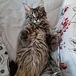 Chat, Felidae, Comfort, Grey, Carnivore, Small To Medium-sized Cats, Moustaches, Faon, Queue, Poil, Maine Coon, Patte, Griffe, Bed, Bedding, Cat Bed, Bag, Sieste, British Longhair, Linens