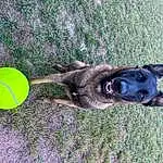 Chien, Carnivore, Sports Equipment, Tennis Ball, Baballe, Race de chien, Faon, Plante, Collar, Herbe, Museau, Jouets, Sports Toy, Working Animal, Tennis Equipment, Dog Supply, Dog Collar, Queue, Electric Blue