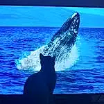 Eau, Bleu, Liquid, Azure, Ciel, Fin, Cloud, Grey Whale, Shark, Electric Blue, Fish, Natural Landscape, Marine Biology, Queue, Wind Wave, Horizon, Happy, Lamniformes, Marine Mammal, Whale