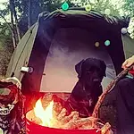 Chien, Plante, Fenêtre, Light, Tent, Arbre, Carnivore, Sunlight, Morning, Tints And Shades, Herbe, Camping, Chien de compagnie, Race de chien, Dog Supply, Leisure, Recreation, Personal Protective Equipment, House, Heat