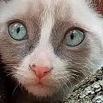 Nez, Head, Chat, Yeux, Felidae, Carnivore, Moustaches, Small To Medium-sized Cats, Iris, Museau, Close-up, Poil, No Expression, Domestic Short-haired Cat, Terrestrial Animal, Patte, Art