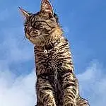 Ciel, Chat, Cloud, Carnivore, Small To Medium-sized Cats, Felidae, Moustaches, Terrestrial Animal, Queue, Domestic Short-haired Cat, Foot, Patte, Poil, Griffe, Cumulus, Lynx