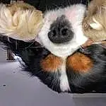 Chien, Race de chien, Carnivore, Moustaches, Chien de compagnie, Faon, Museau, Toy Dog, Queue, Poil, Liver, Felidae, Working Animal, Cavalier King Charles Spaniel, Terrestrial Animal, Canidae, Patte, King Charles Spaniel, Chiots