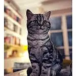 Chat, Felidae, Carnivore, Grey, Small To Medium-sized Cats, Moustaches, Rectangle, Museau, Beauty, Queue, Bois, Shelf, Domestic Short-haired Cat, Poil, Pattern, Patte, Assis, Bookcase, Noir & Blanc