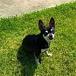 Chien, Race de chien, Carnivore, Herbe, Faon, Chien de compagnie, Museau, Queue, Toy Dog, Terrestrial Animal, Plante, Dog Supply, Working Animal, Canidae, Carmine, Non-sporting Group, Working Dog, Corgi-chihuahua