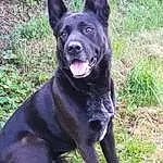 Chien, Plante, Race de chien, Carnivore, Herbe, Museau, Working Animal, Chien de compagnie, Herding Dog, Canidae, Arbre, Working Dog, Guard Dog, Terrestrial Animal, Queue, Non-sporting Group, Hunting Dog, Black Norwegian Elkhound